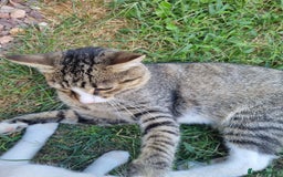 Mixed Breed cats for adoption: TOM -a friendly & proud boy- needs a Loving Home - Image 4