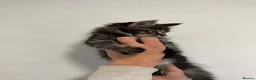 Maine Coon cats for sale: 4 beautiful and playful Maine Coon kittens - Advert 12