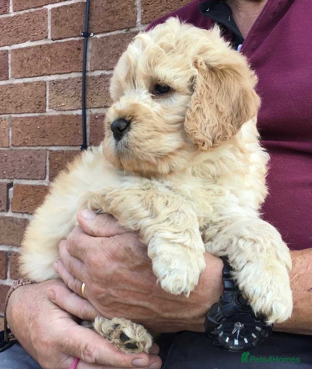 Miniature Poodle dogs for stud: STUNNING KC MINI HEALTH TESTED POODLE STUD - Advert 7