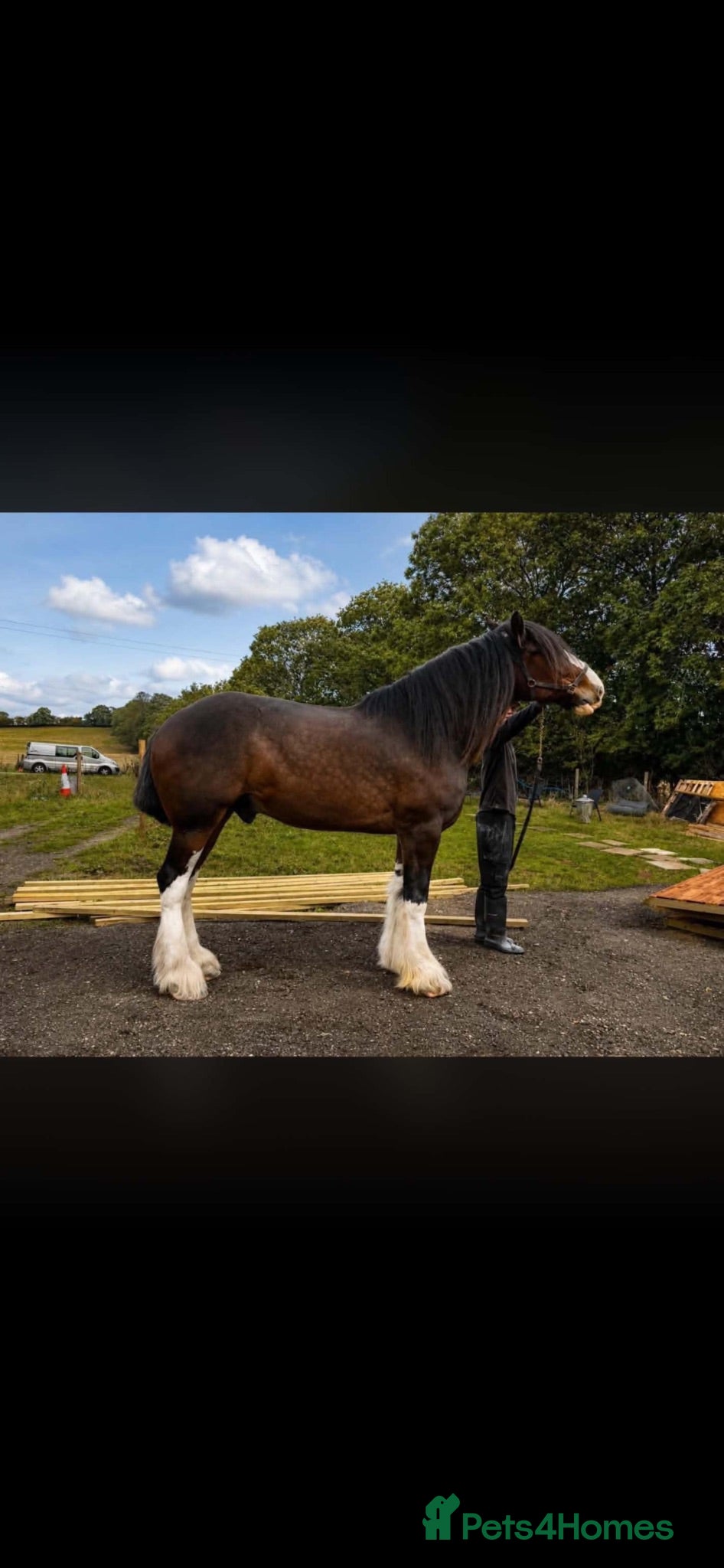 Shire horses 14 year old Shire horse  - Advert 1