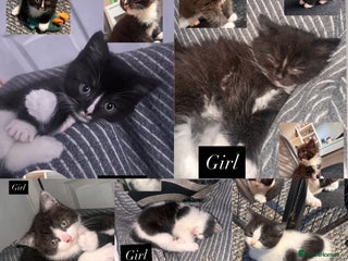Mixed Breed cats 4 little girls ready now - Advert 1