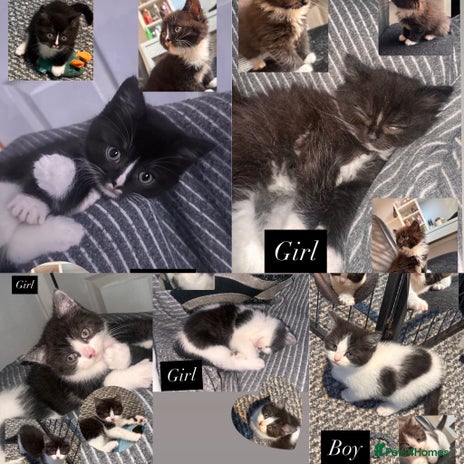 Mixed Breed cats 4 little girls ready now - Advert 1