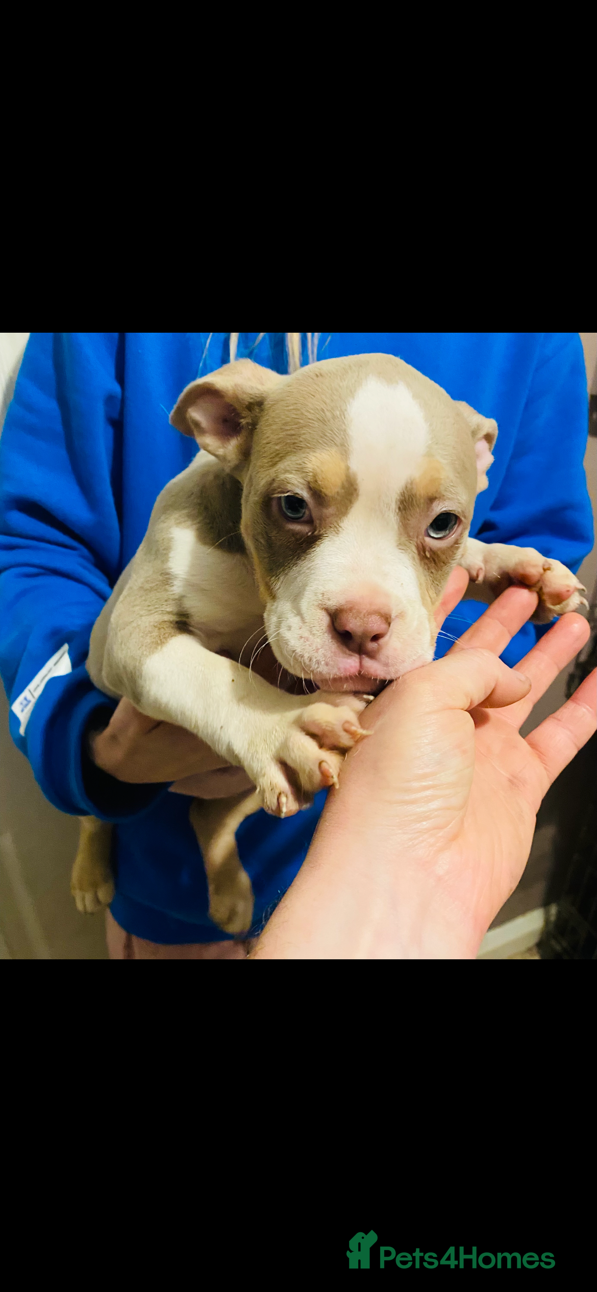 American Bully dogs POCKET BULLY PUPPYS  - Advert 1