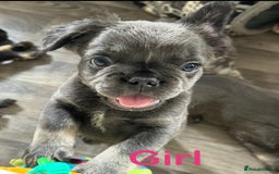 French Bulldog dogs for sale: 🐾Ready now 🔥Fluffy French bulldogs🔥🐾 in Rotherham - Image 25