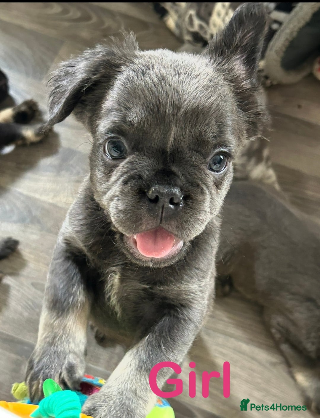 French Bulldog dogs for sale: 🐾Ready now 🔥Fluffy French bulldogs🔥🐾 in Rotherham - Image 25