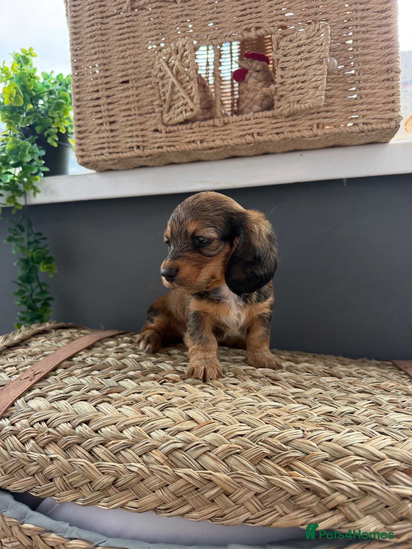 Miniature Dachshund dogs 2 Girl Miniature Dachshunds (long/mid haired) - Advert 1