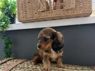 Miniature Dachshund dogs 2 Girl Miniature Dachshunds (long/mid haired) - Advert 1