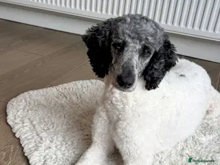 Miniature Poodle dogs 🌟 Rare Beautiful Blue Merle Parti Poodle Girl 🌟 - Advert 2