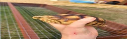 Tortoise reptiles for sale: 2 Sulcata Tortoises for sale  - Advert 4
