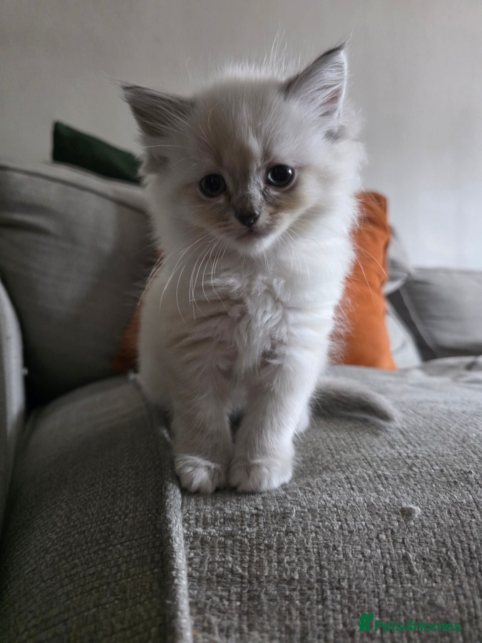 Ragdoll cats Ragdoll Lynx Point Kittens - Advert 2
