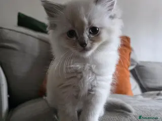 Ragdoll cats Ragdoll Lynx Point Kittens - Advert 2