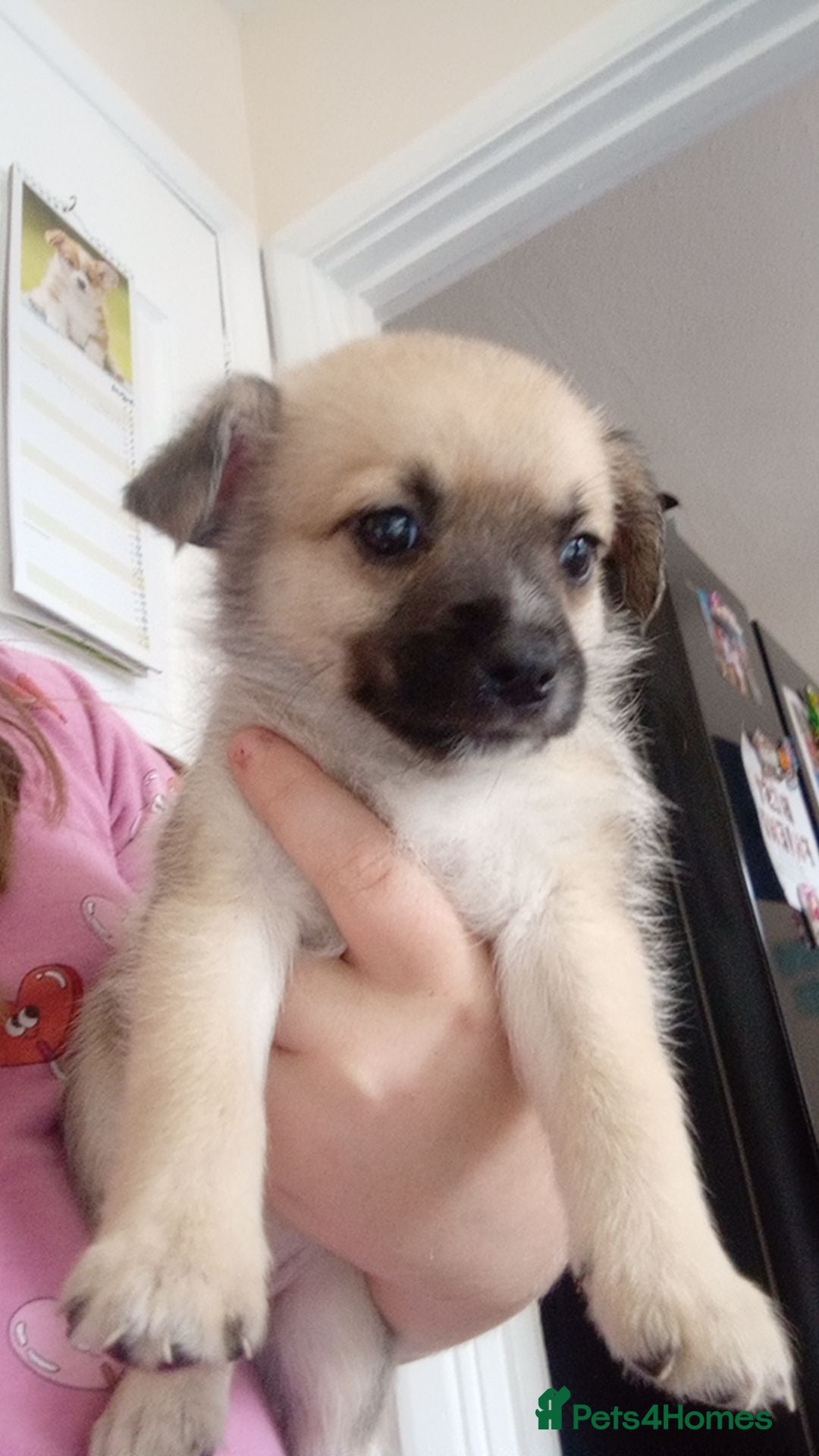 Mixed Breed dogs for sale: 🐾 Adorable Jackaranian Puppies  🐾 - Image 4