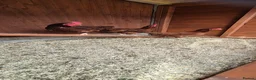 Hens poultry for sale: 3 x brown hens in Gainsborough - Advert 4