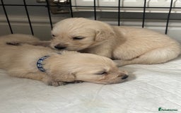 Golden Retriever dogs for sale: Quality KC golden retriever puppies  - Image 25