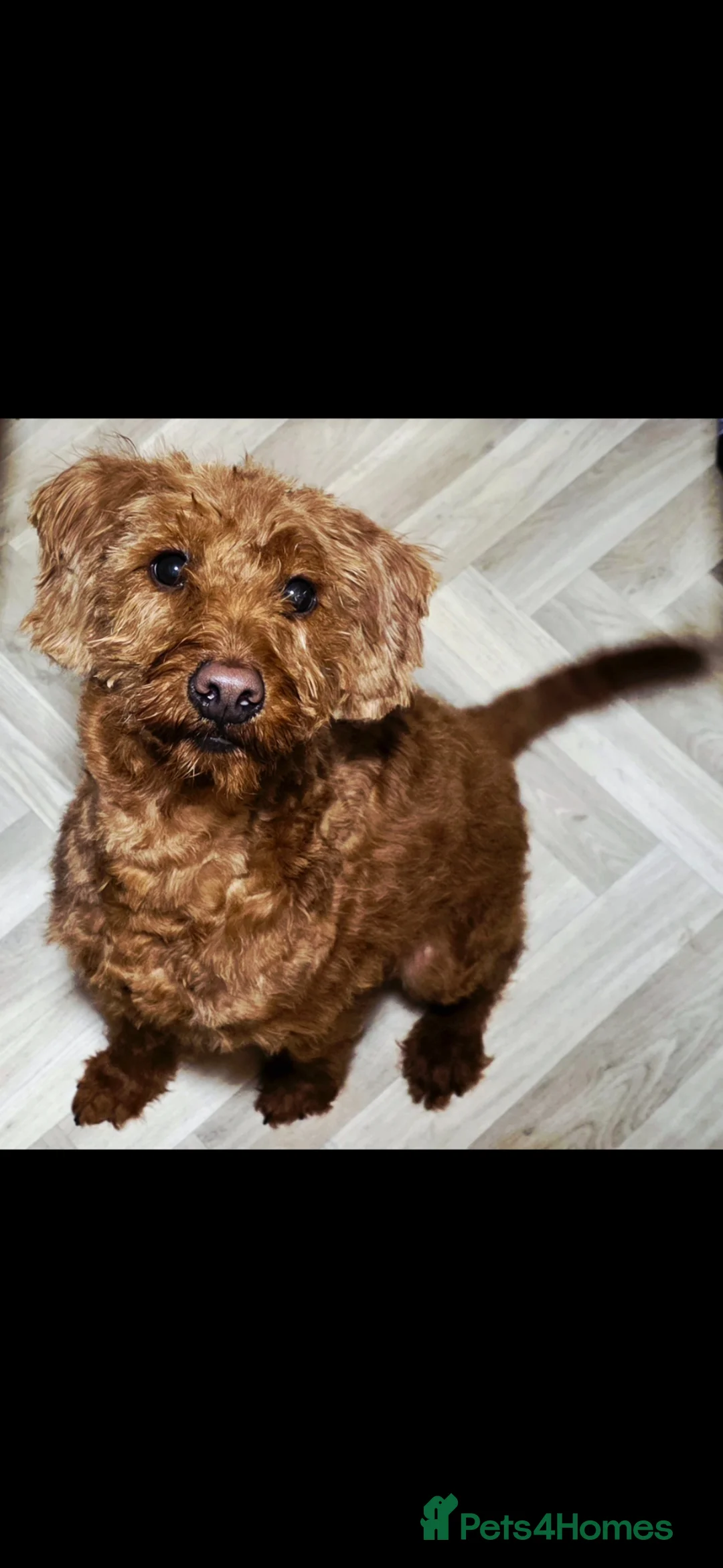 Labradoodle dogs for sale: 3 year old Miniature labradoodle female in Walsall - Advert 2