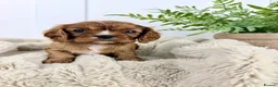 Cavalier King Charles Spaniel dogs for sale: KC registered Cavalier King Charles Spaniel.  - Advert 25