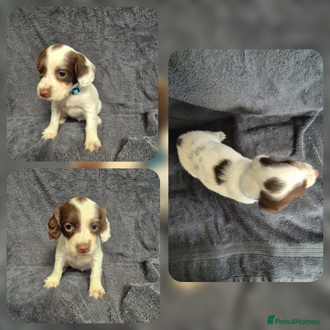 English Springer Spaniel dogs for sale: English Springer Spaniel Pups - Image 6