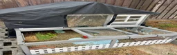 Guinea Pig rodents for sale: Bonded Male Guinea Pigs Hutch/Rain Cover Included in Swindon - Advert 5