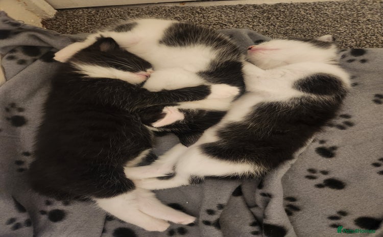 Mixed Breed cats - Advert 14