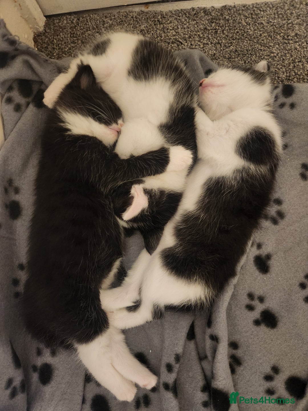 Mixed Breed cats for sale: Kittens for sale - Image 1