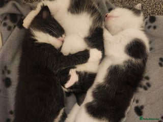 Mixed Breed cats - Advert 20