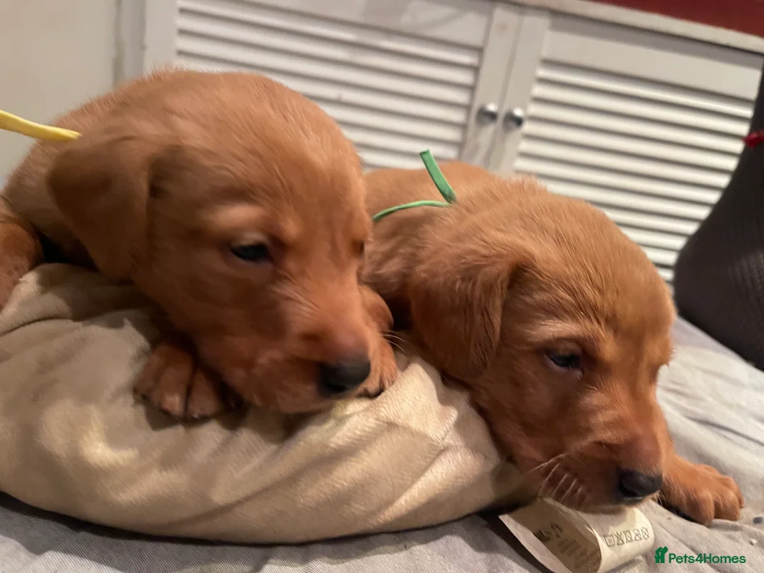 Labrador Retriever dogs for sale: Stunning Fox Red Labrador Retriever puppies - Advert 3
