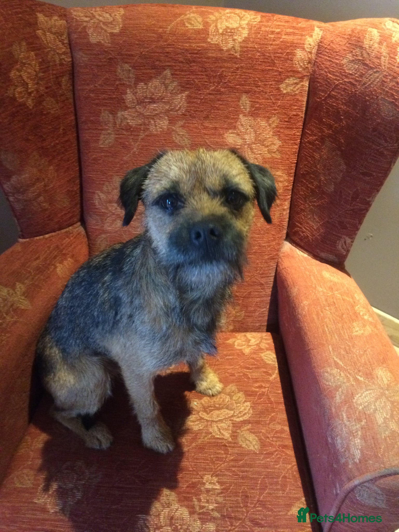 Border Terrier dogs KC Border terrier stud only - Advert 1