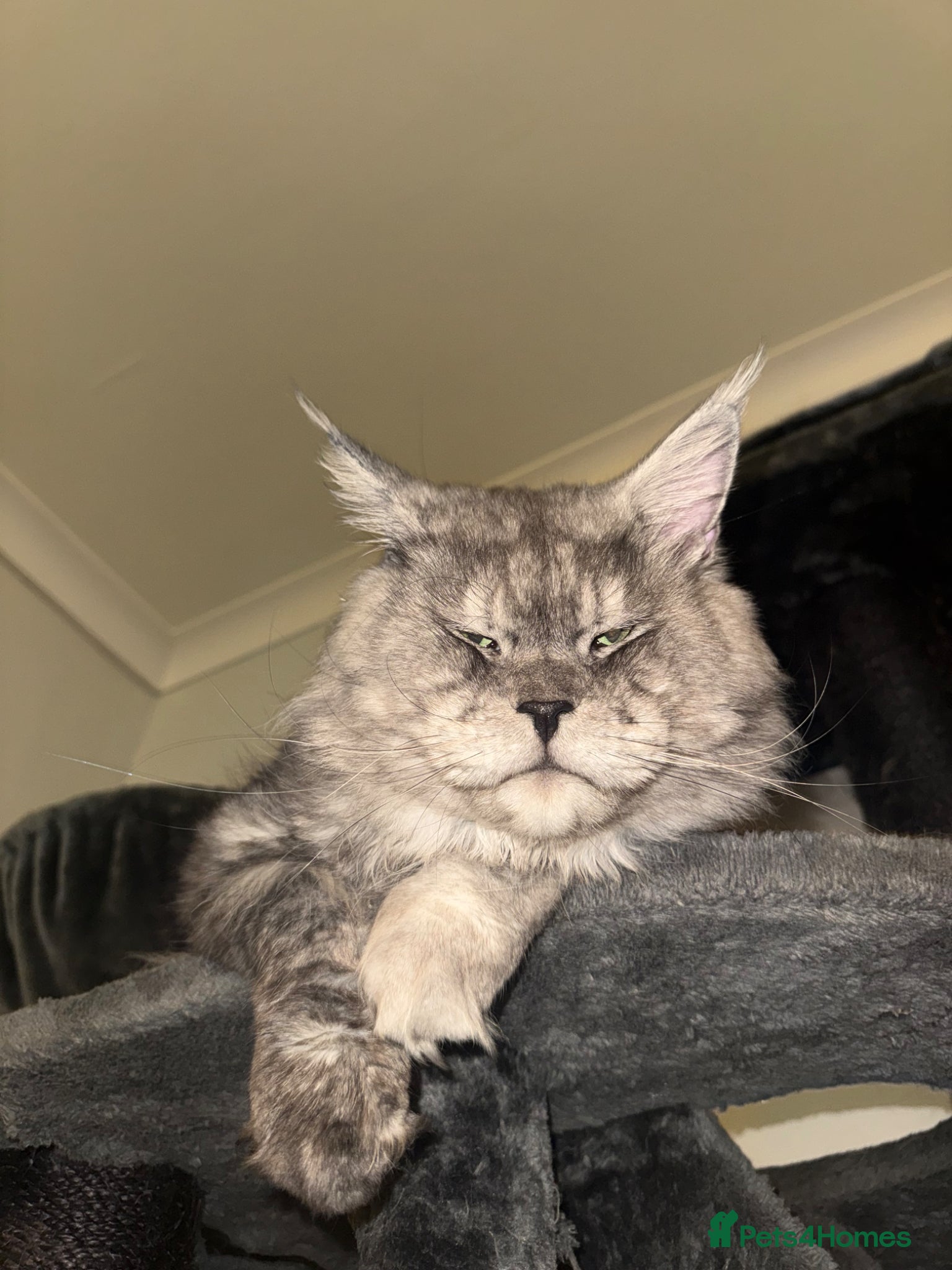 Maine Coon cats for stud: Large Imported High Black Smoke Maine Coon Stud - Advert 1
