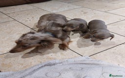 Miniature Dachshund dogs for sale: Mini short/long coat crossed dachshund  - Image 11