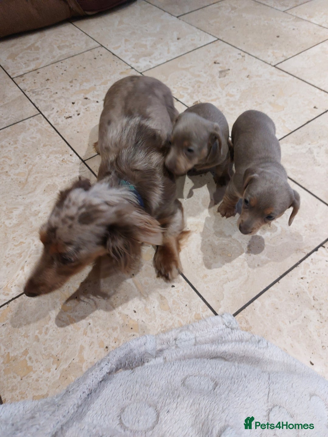 Miniature Dachshund dogs for sale: Mini short/long coat crossed dachshund  - Image 11
