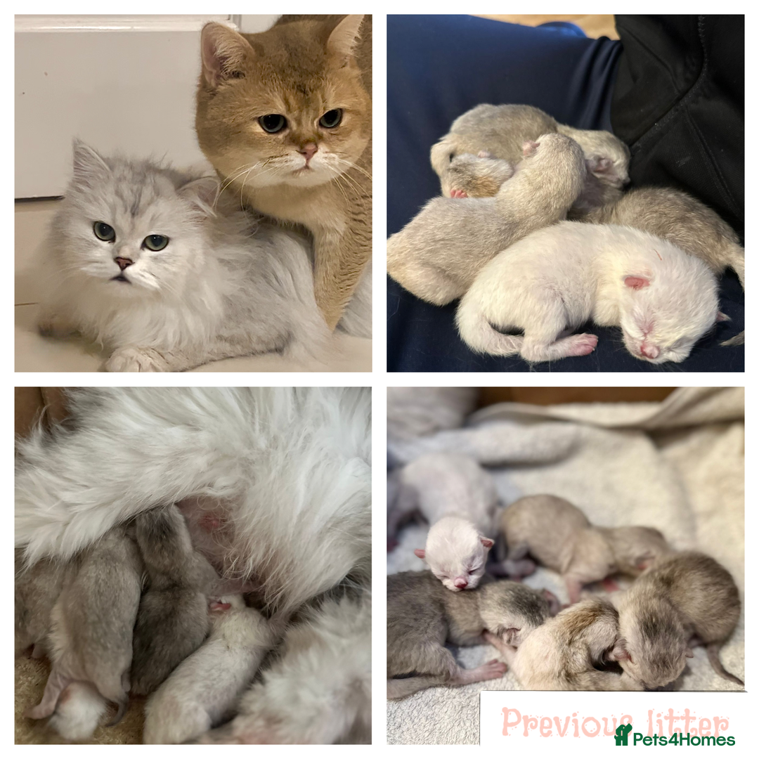 British Shorthair cats for stud: PLEASE READ! Golden BSH with Championship lines in London - Advert 11