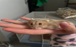 Hamster rodents for sale: 2 friendly dwarfed hamsters - Image 1