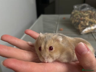Hamster rodents - Advert 10