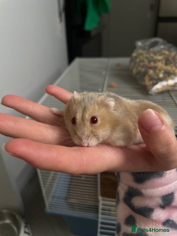 Hamster rodents - Advert 7