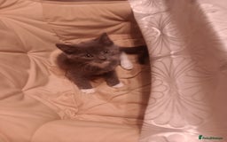 Mixed Breed cats for sale: Amazing kitten's  - Advert 5