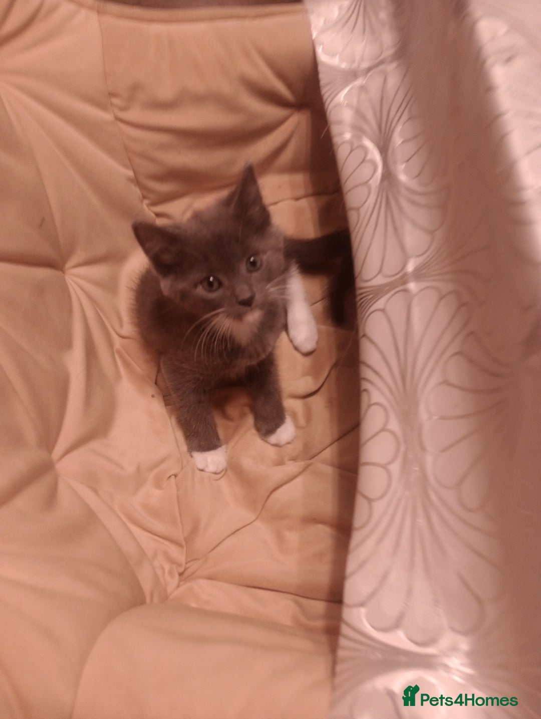 Mixed Breed cats for sale: Amazing kitten's  - Advert 5