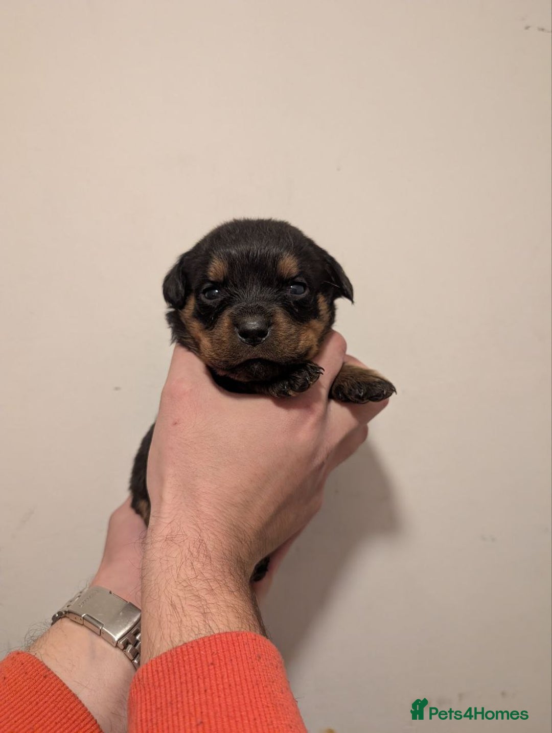 Rottweiler dogs for sale: 🐶 KC Rottweiler Puppies – German ADRK Bloodlines - Advert 37