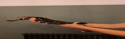 Bengal cats for sale: luxurious bengals - Advert 7
