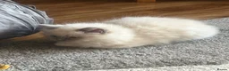Ragdoll cats for sale: Ragdoll Kittens in Falkirk - Advert 1