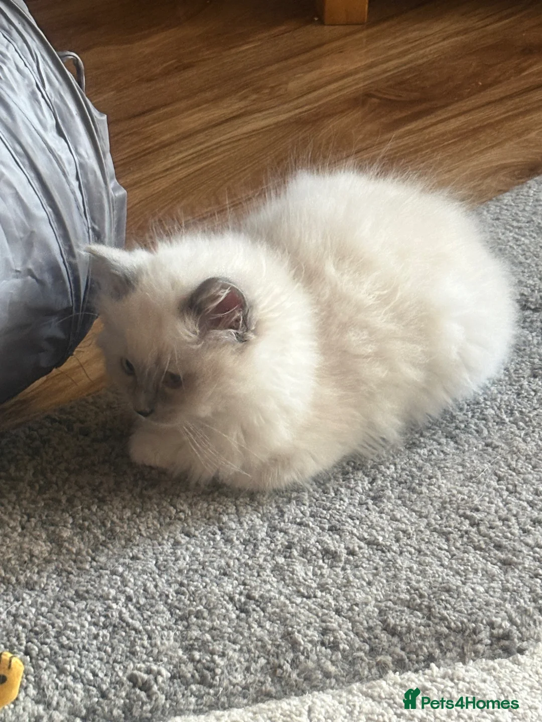Ragdoll cats for sale: Ragdoll Kittens in Falkirk - Advert 1