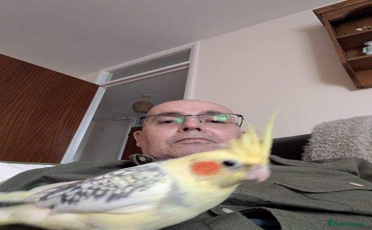 Cockatiels birds - Advert 1