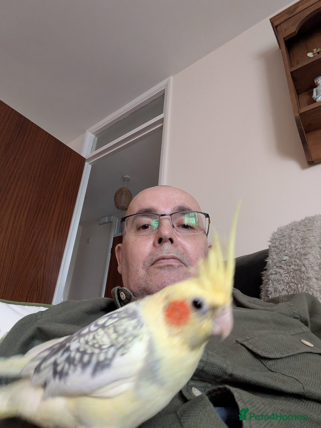 Cockatiels birds for sale: HAND REARD, COCKATIEL AND CAGE - Image 1