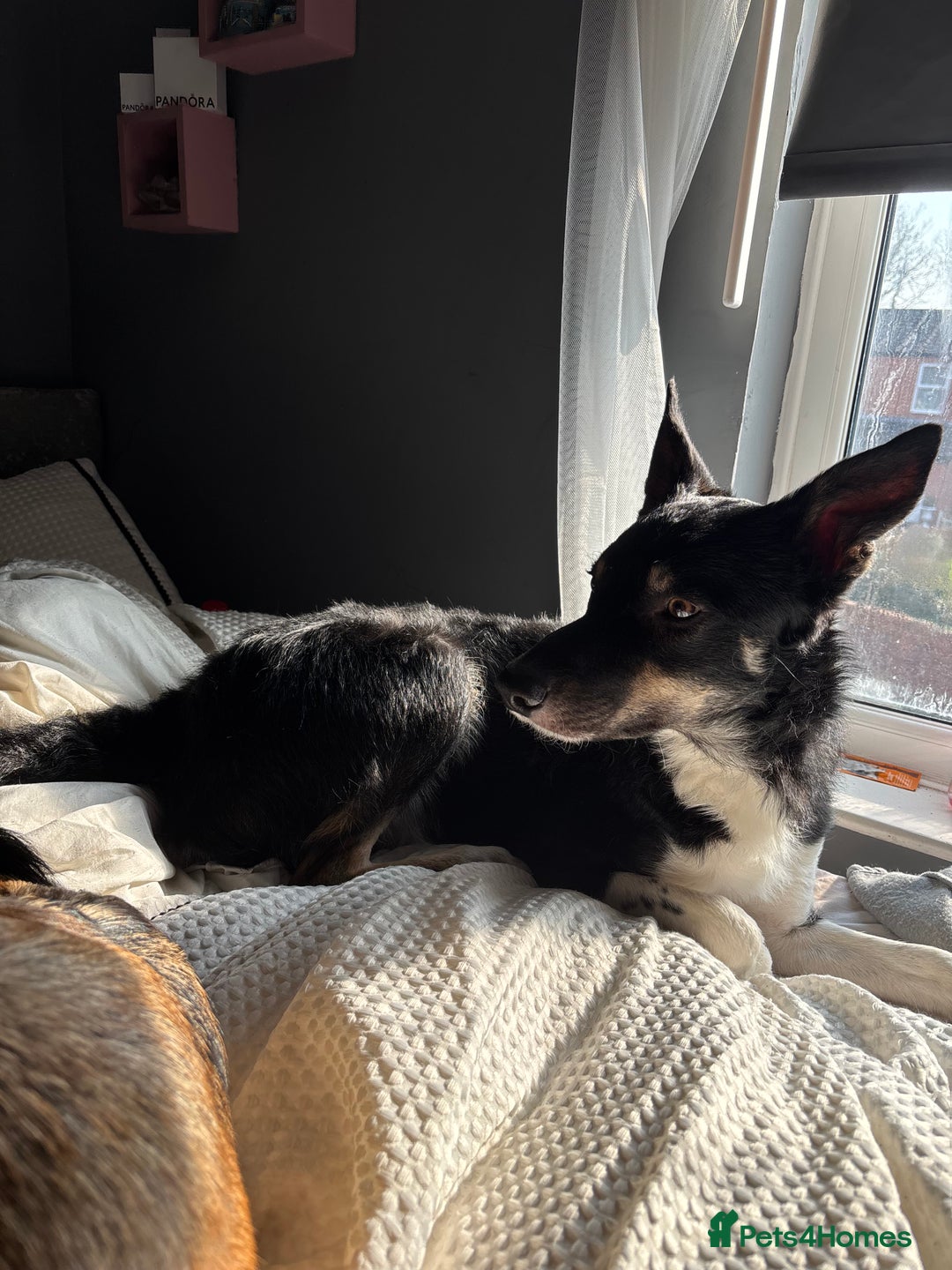 Mixed Breed dogs for sale: German shepherd x border collie puppies  - Image 4