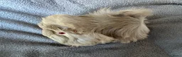 Guinea Pig rodents for sale: Baby Funky Guinea Pigs  in Lincoln - Advert 2
