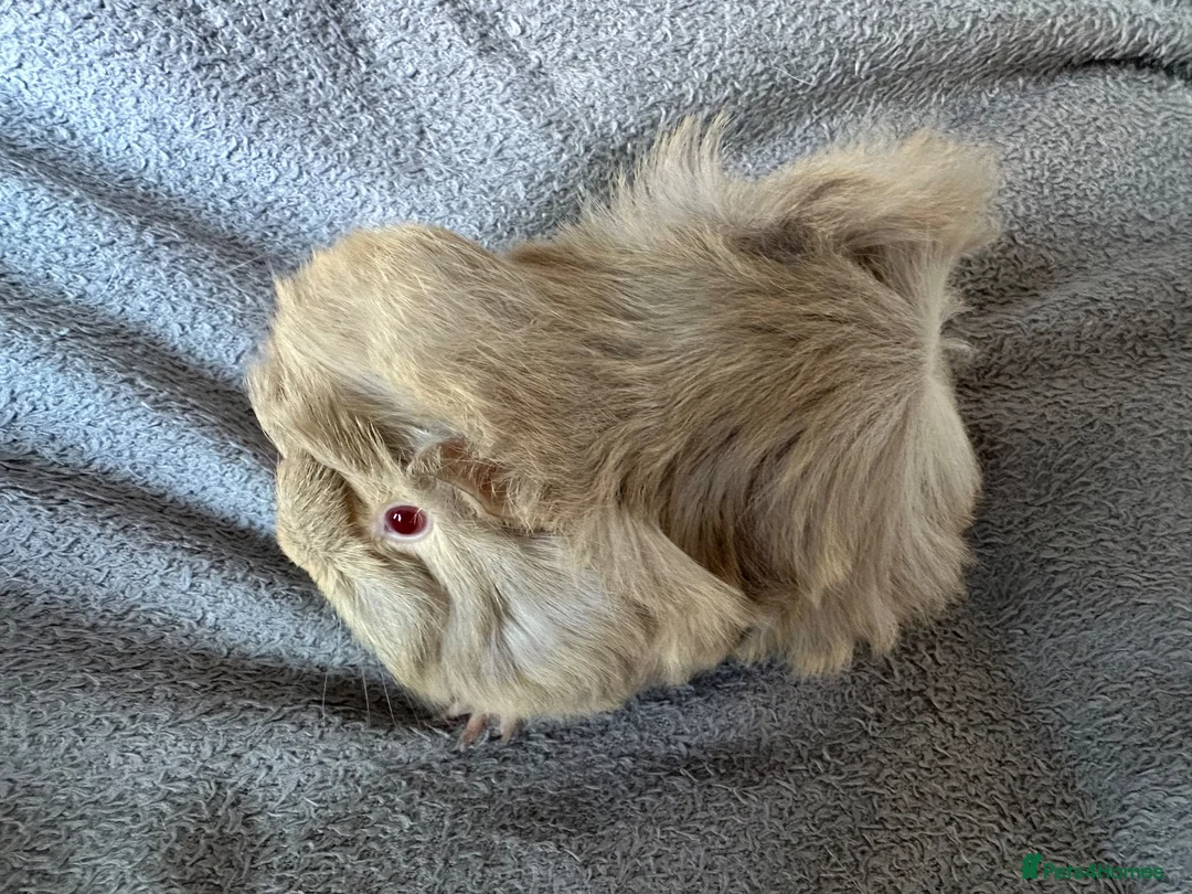 Guinea Pig rodents for sale: Baby Funky Guinea Pigs  in Lincoln - Advert 2