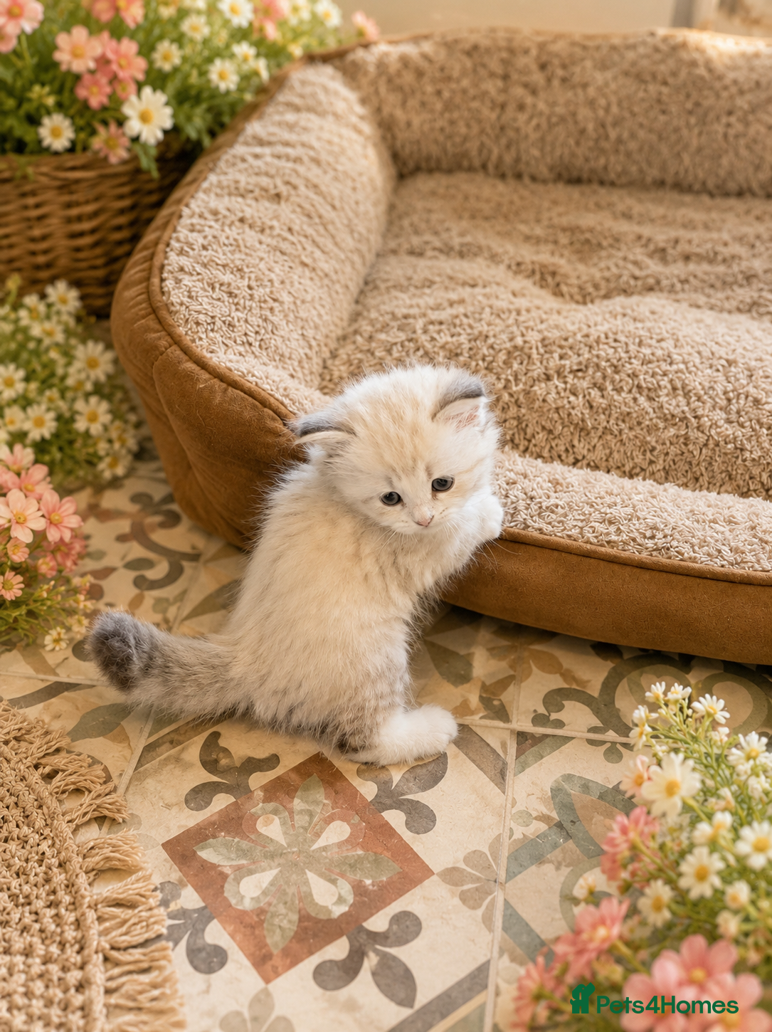 Siberian cats 1 left! Hypoallergenic Champion Siberian Kittens - Advert 2