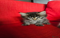 Domestic Shorthair cats for sale: Male and female  - Image 25