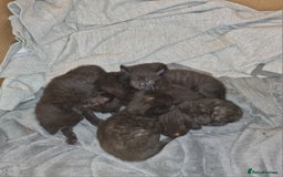 British Shorthair cats for sale: 4 Beautiful Black Kittens  - Image 19