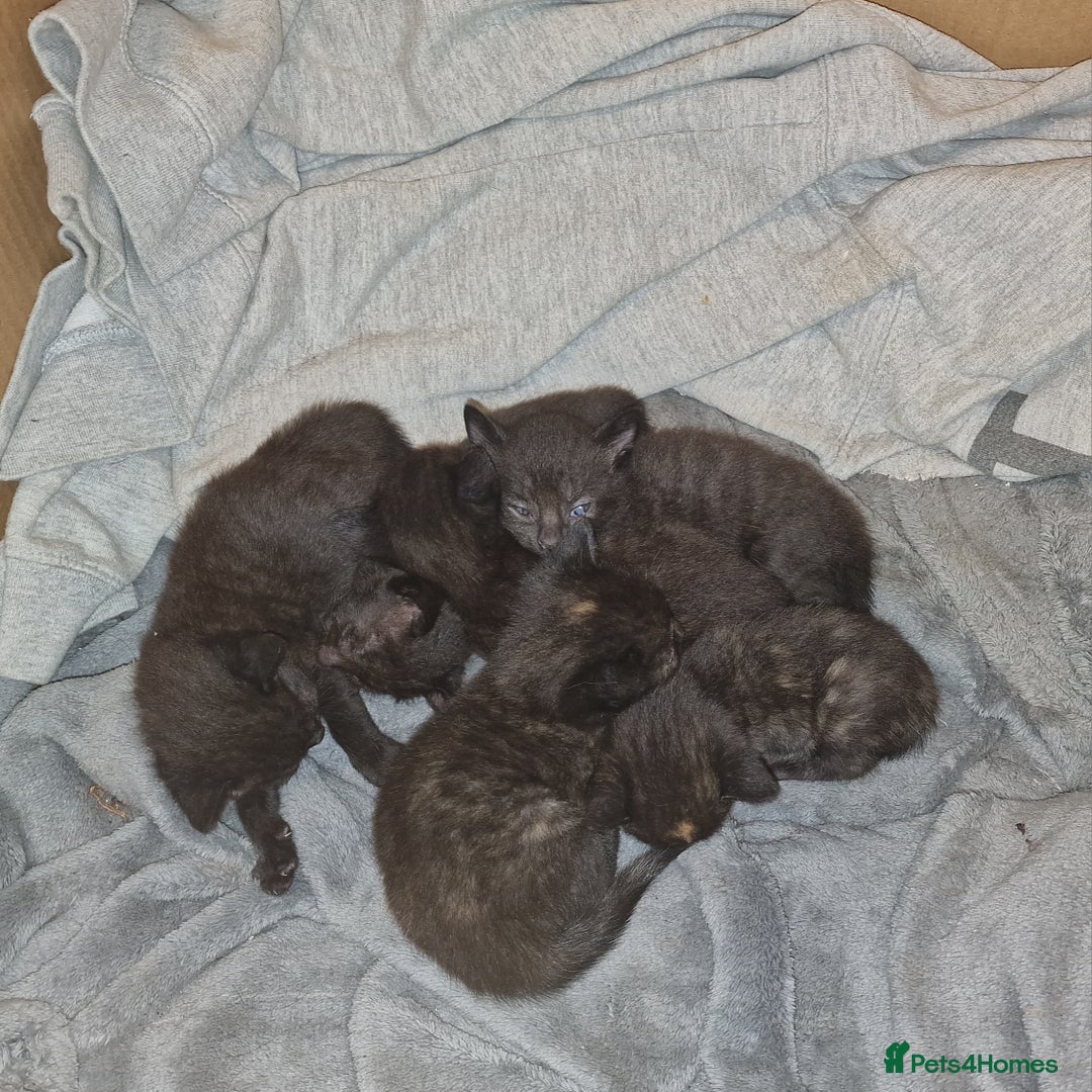 British Shorthair cats for sale: 4 Beautiful Black Kittens  - Image 19