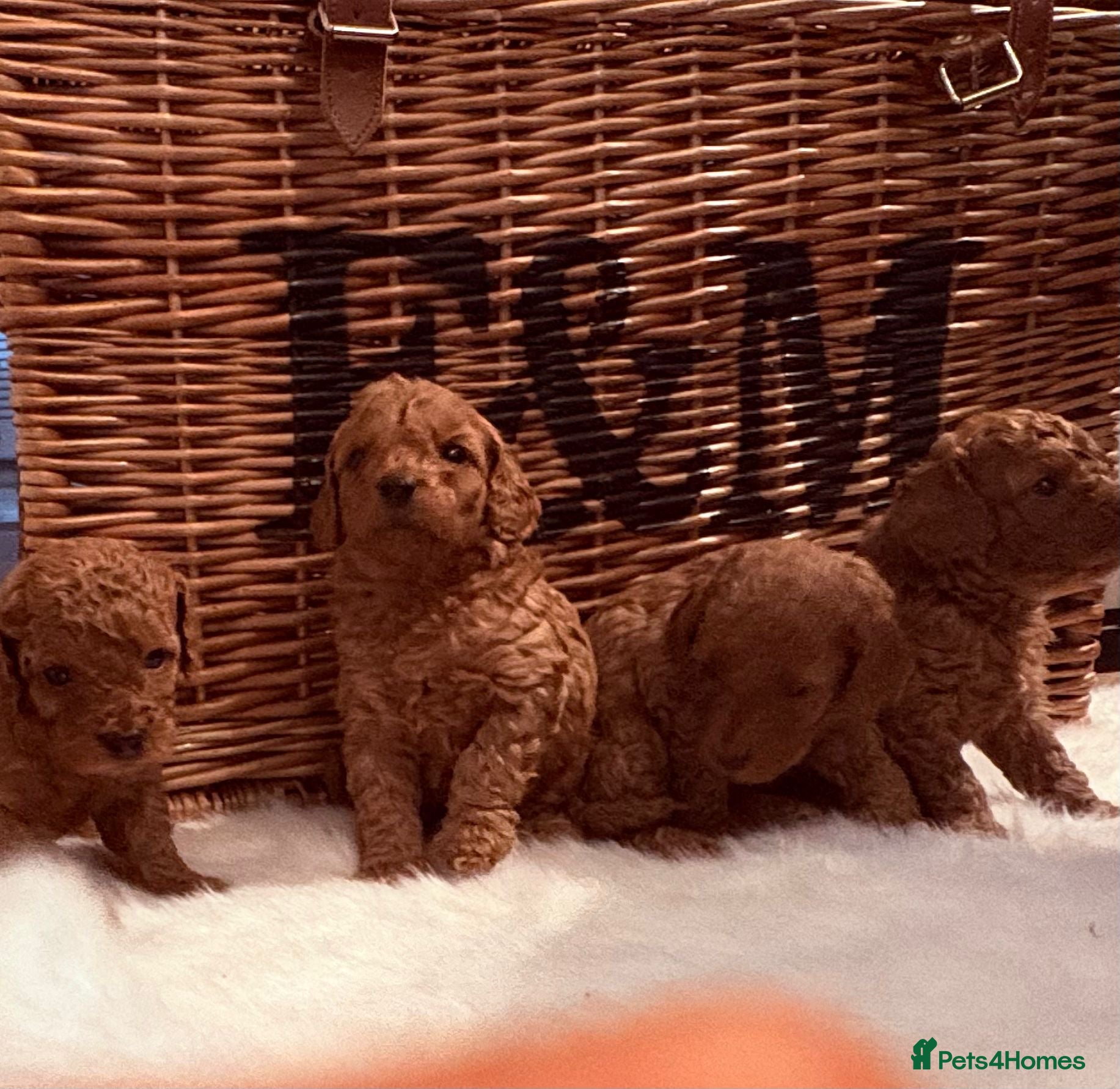 Cavapoo dogs  Outstanding Deep Red Toy Cavapoo Puppies 🐾 - Advert 2